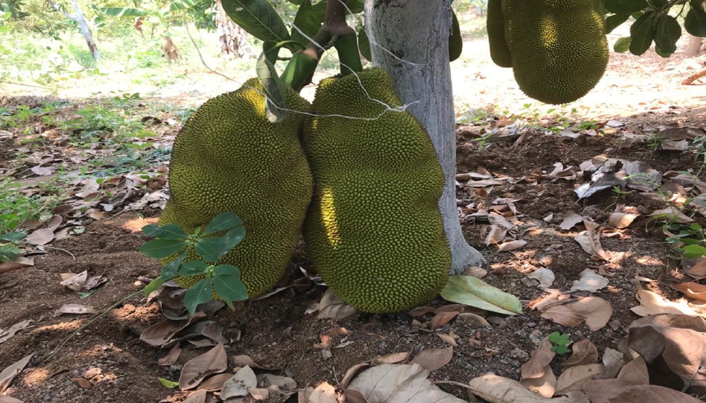 Jackfruit