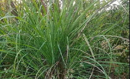 lemongrass